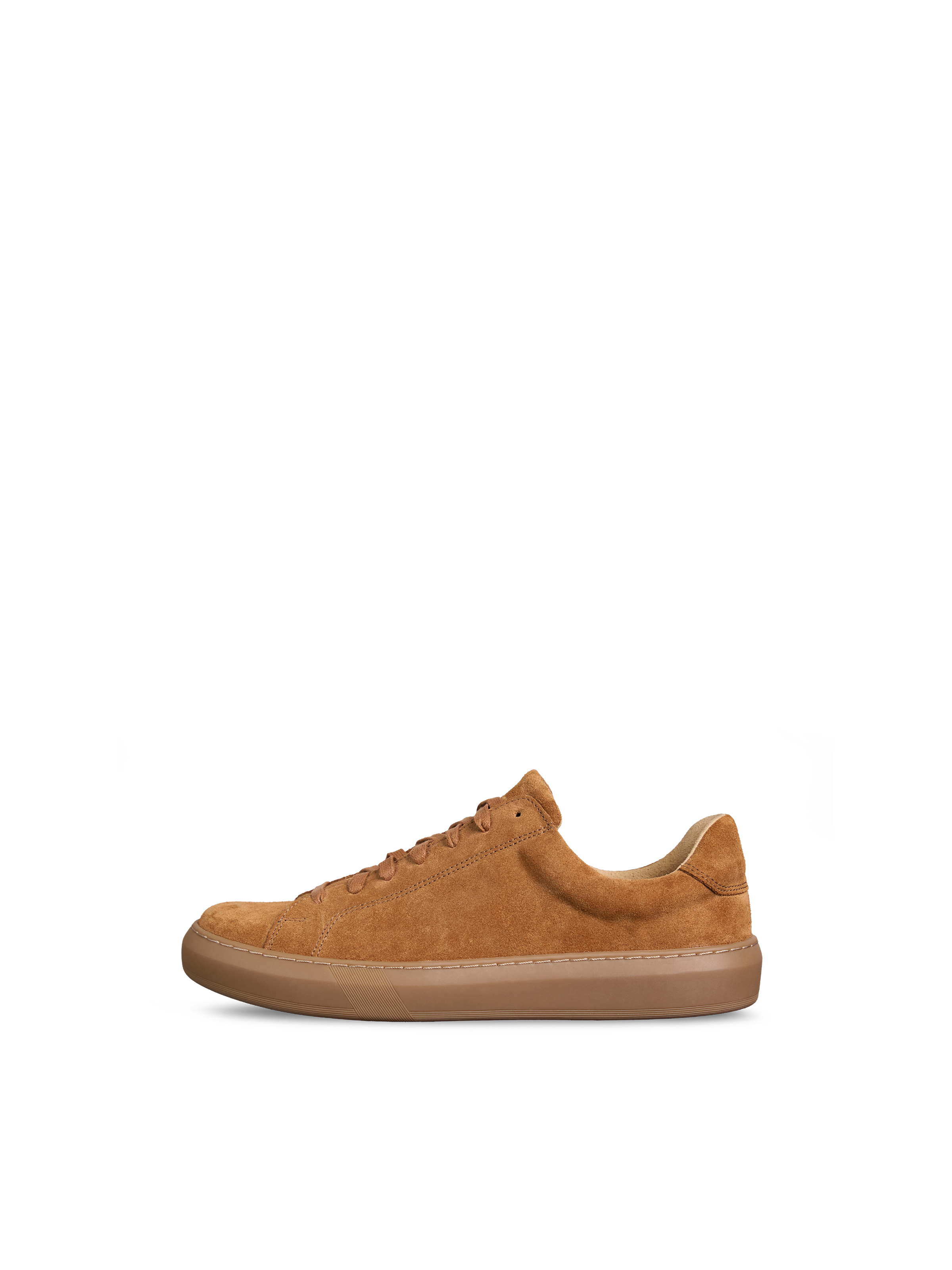 Glory Camel